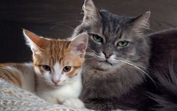 What You Need to Know About Feline Anemia