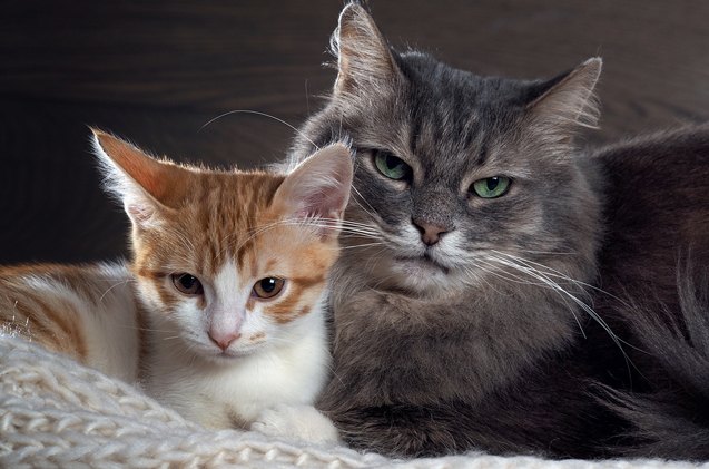 what you need to know about feline anemia