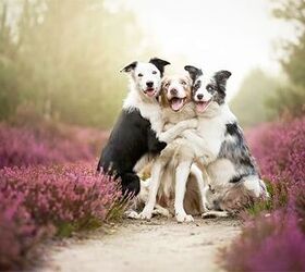 10 Adorable Pics of Doggy BFFs