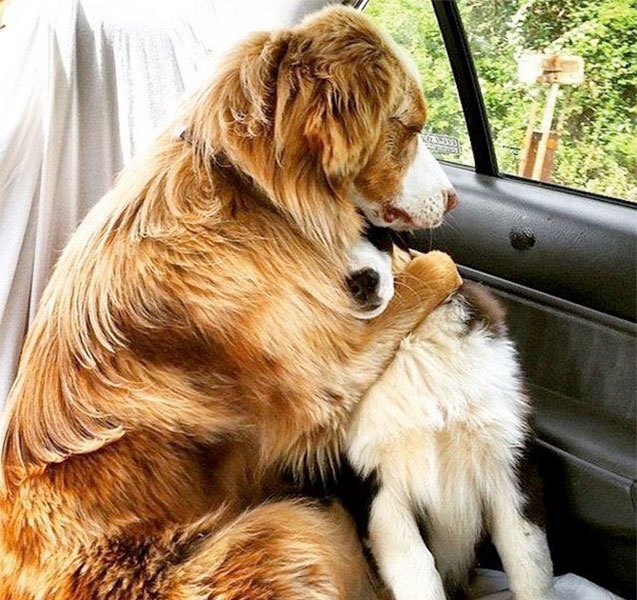10 adorable pics of doggy bffs