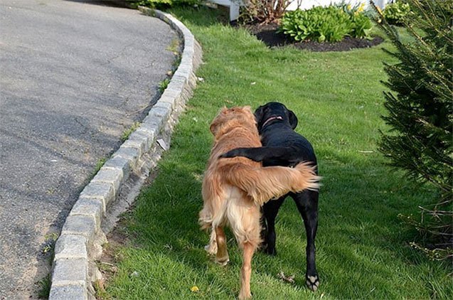 10 adorable pics of doggy bffs