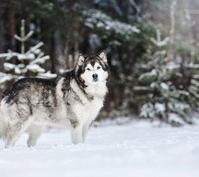 Top 10 Dog Breeds That Love Cold Weather