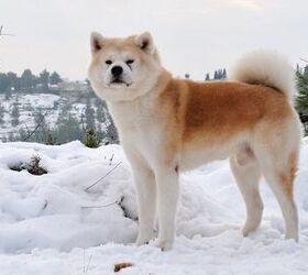 Dog breeds for cold hot sale weather