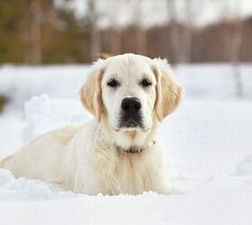 Top 10 Dog Breeds That Love Cold Weather | PetGuide