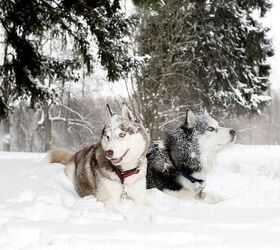 top 10 dog breeds that love cold weather