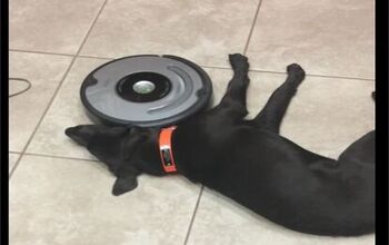 Dog Refuses to Move From Roomba, Gets Massage Instead [Video]