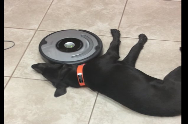 dog refuses to move from roomba gets massage instead video