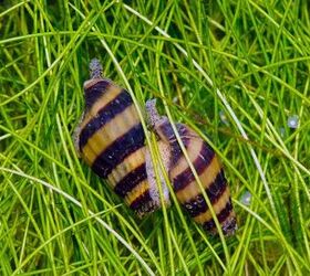 Meet the Snail Assassin: Your Solution to Pest Snails