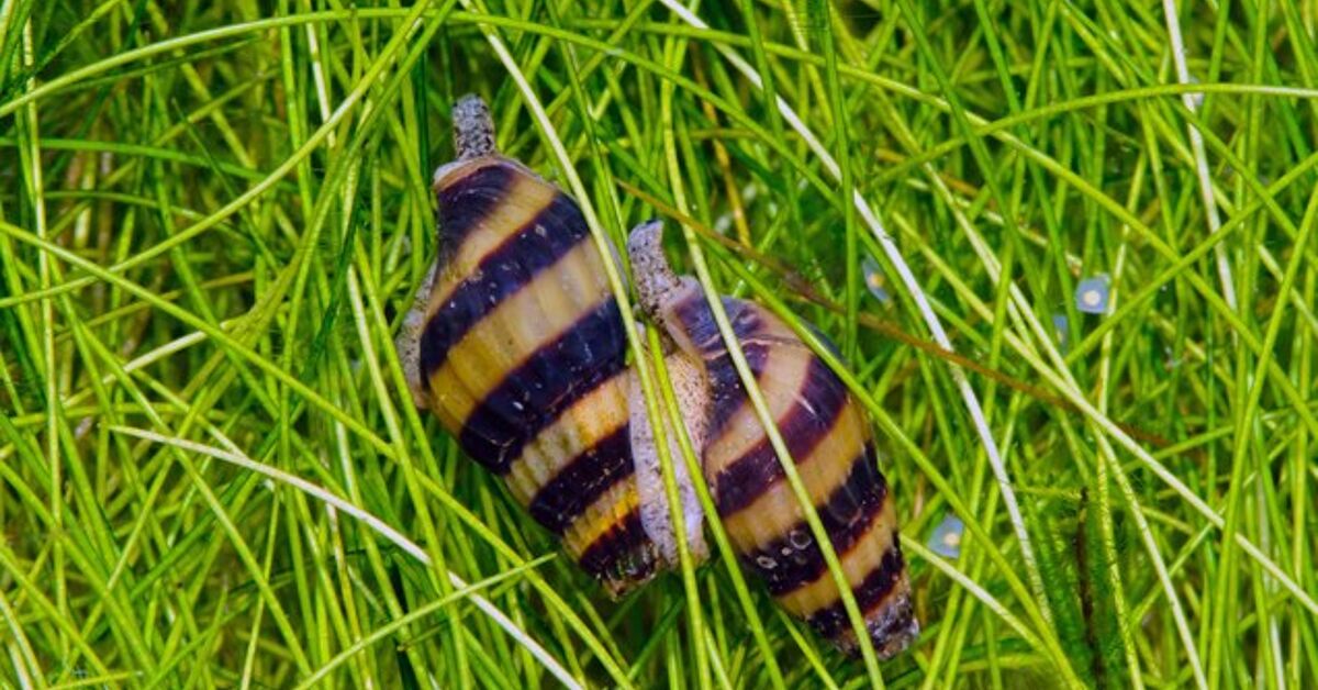 Meet the Snail Assassin: Your Solution to Pest Snails | PetGuide