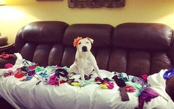 Rescued Pittie Goes Bonkers For Bonnets