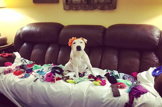 rescued pittie goes bonkers for bonnets