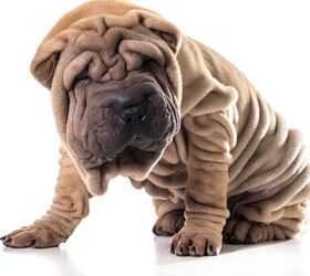 what is the best brush for shar pei puppies