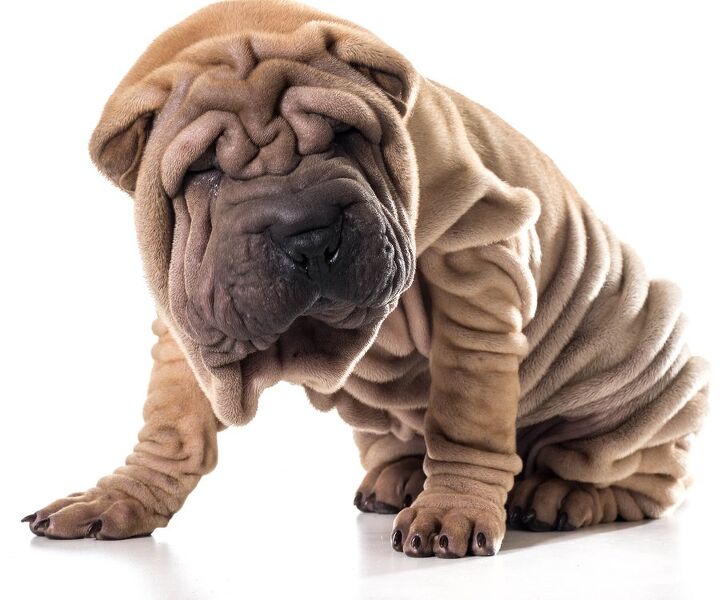 Mini Sharpay Miniature Shar Pei Puppies