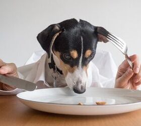 Study Reveals Dogs That Eat Canned Food at Risk for Higher BPA Exposur