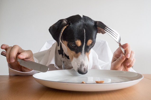 study reveals dogs that eat canned food at risk for higher bpa exposure