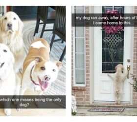 11 Dogs Who Have Mastered the Art of SnapChat