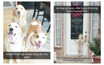 11 Dogs Who Have Mastered the Art of SnapChat