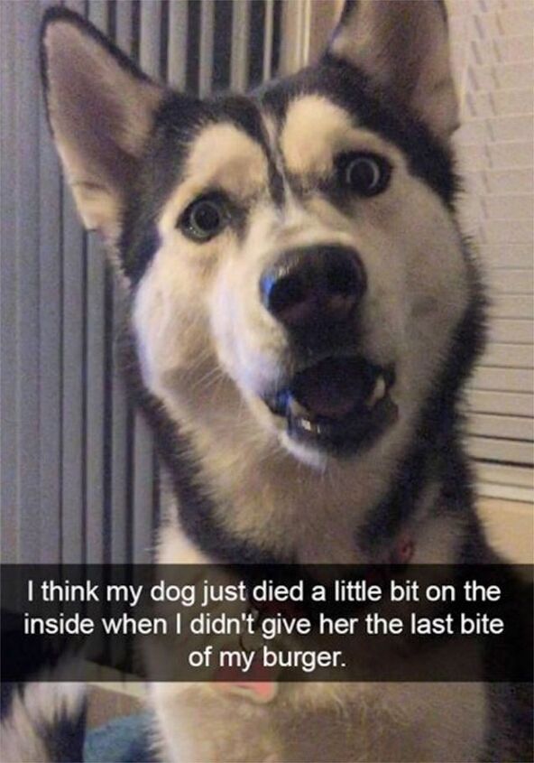 11 dogs who have mastered the art of snapchat