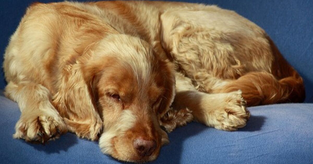 Springador Dog Breed Information and Pictures - PetGuide | PetGuide