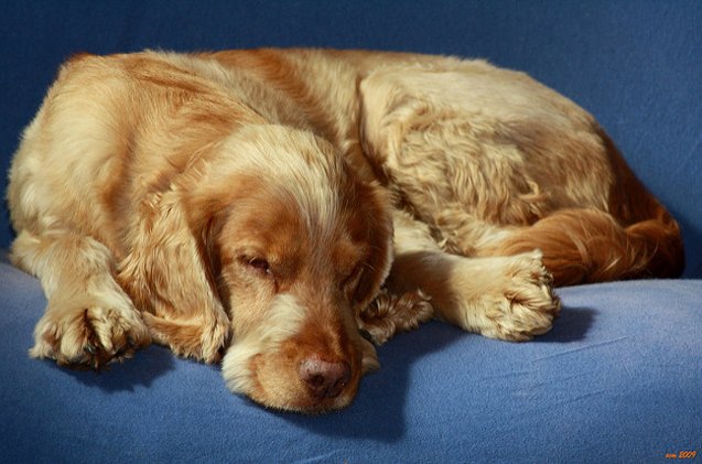 Springador Dog Breed Information and Pictures - PetGuide | PetGuide