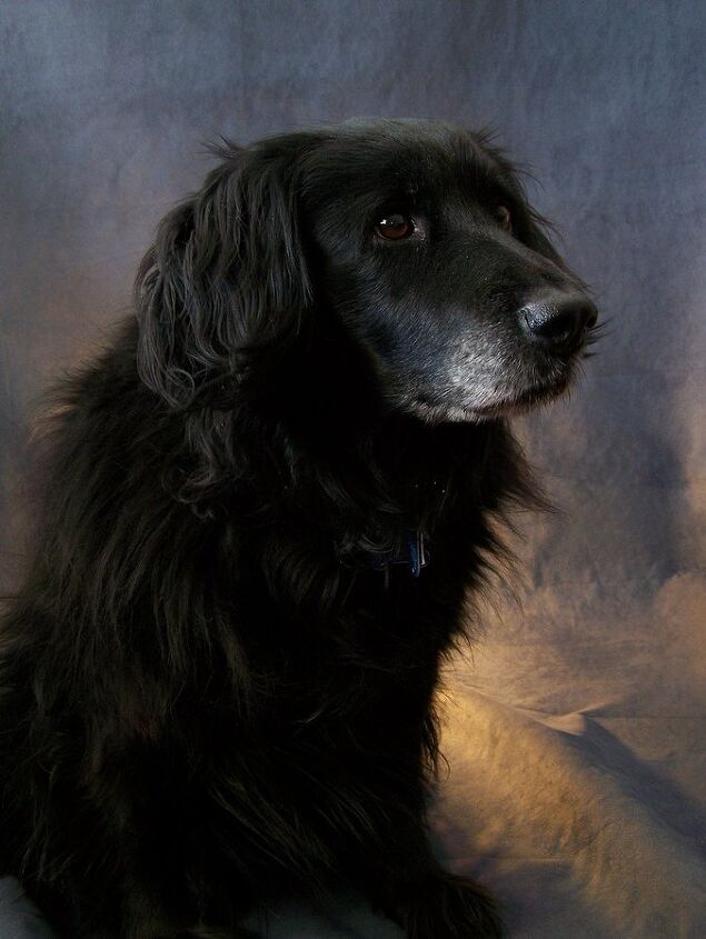 Springador Dog Breed Information and Pictures - PetGuide | PetGuide