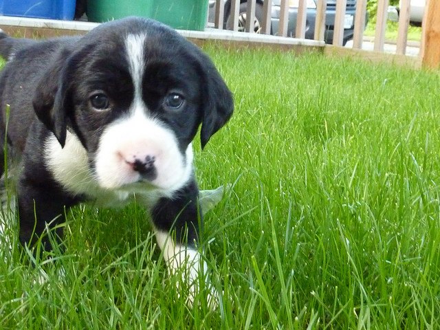 Springador Dog Breed Information and Pictures - PetGuide | PetGuide