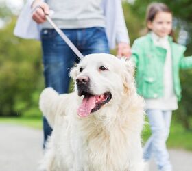 5 tips for overly friendly dogs that will wander off with anyone