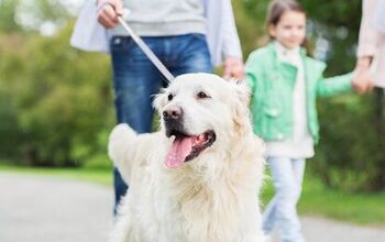 5 Tips for Overly Friendly Dogs That Will Wander Off With Anyone
