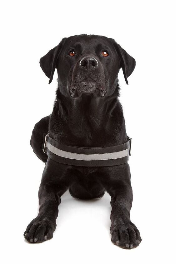 Labrottie Rottweiler X Labrador: Everything You Need To Know About