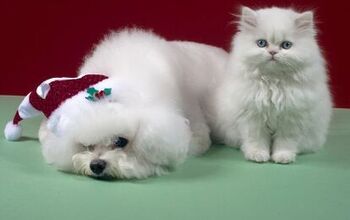 Research: Holiday Indulgences Can Be Dangerous to Pets