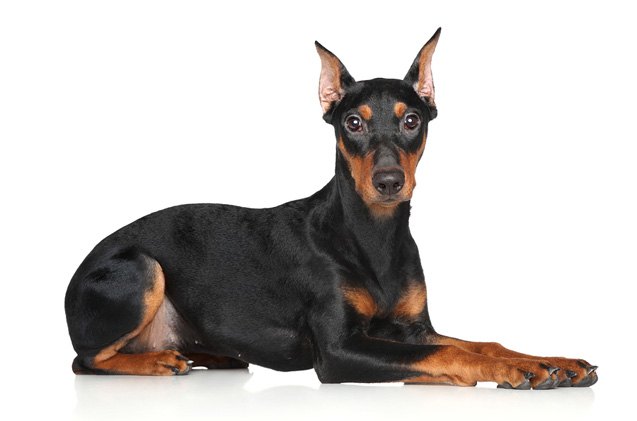 German Pinscher Dog Breed Information and Pictures - PetGuide | PetGuide