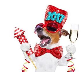 10 Dapper Pets Ready To Celebrate New Year