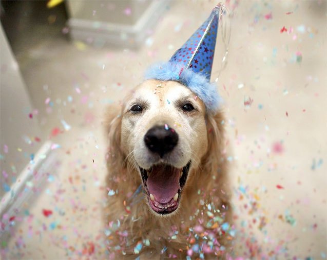 10 dapper pets ready to celebrate new year