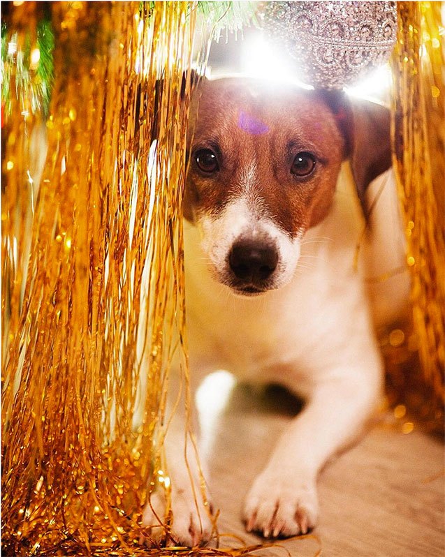 10 dapper pets ready to celebrate new year