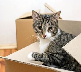How to Make Moving Easy on Your Cat