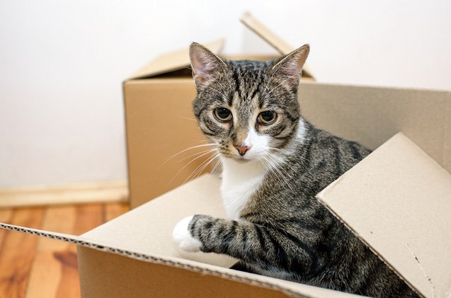 how to make moving easy on your cat