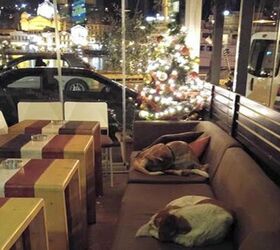 Greek Cafe Opens Doors to Homeless Dogs at Night