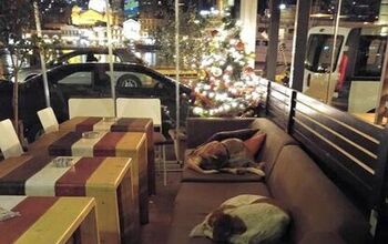 Greek Cafe Opens Doors to Homeless Dogs at Night