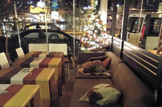 greek cafe opens doors to homeless dogs at night