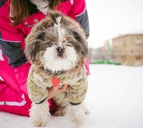 Winter SOS: Cold Weather Safety Tips for Dogs