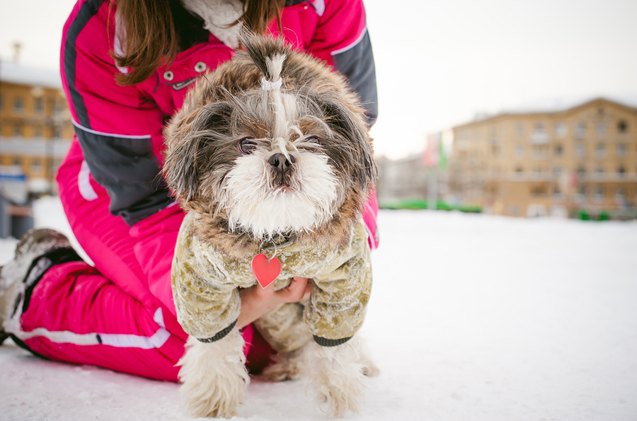 winter sos cold weather safety tips for dogs