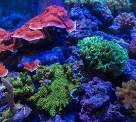 Growing and Propagating Your Own Coral