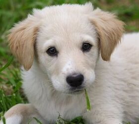 Maremma 2024 sheepdog akc