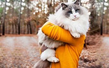 10 Reasons Why You Need More Kitty Fluff in Your Life