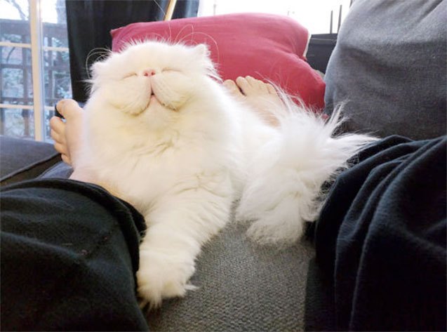 10 reasons why you need more kitty fluff in your life