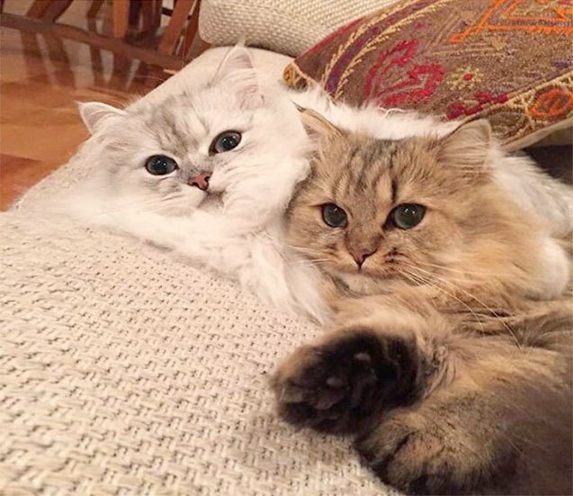 10 reasons why you need more kitty fluff in your life