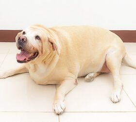 Study: Pet Obesity on the Rise for 6th Straight Year