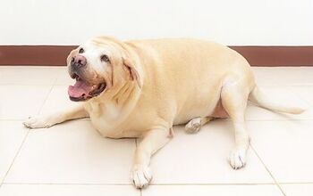 Study: Pet Obesity on the Rise for 6th Straight Year