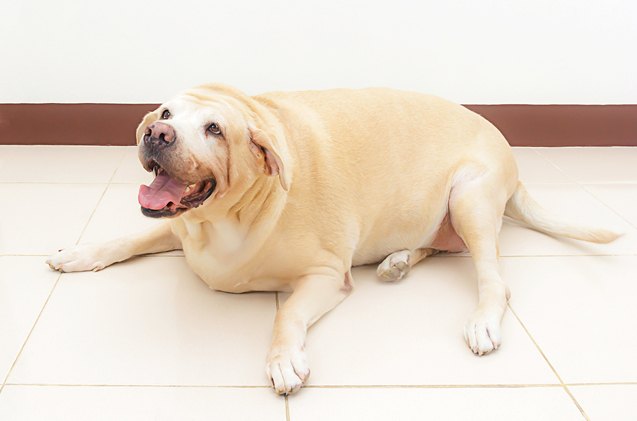 study pet obesity on the rise for 6th straight year