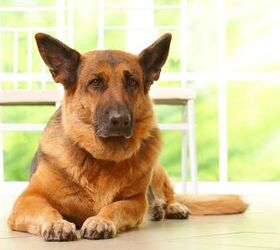 Understanding the Basics of Pannus in Dogs